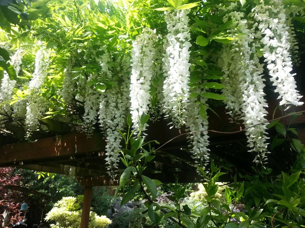  photo 20140515_122624_zpsvjcuavto.jpg